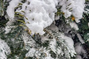 W Zębie dwa dni wcześniej wiało i prószyło śniegiem. W zacienionych miejscach jest mocno zmrożony śnieg na gałęziach.