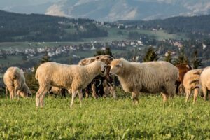 Fotogeniczne owce z Litwinki. :)