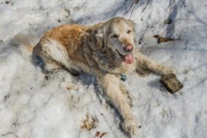Shadow w swoim psim raju: płat starego śniegu i kamyczek. ;)