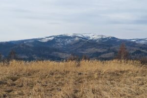 Widok na Baranią Górę (1220 m n.p.m.) z grzbietu Baraniej Cisieckiej. Było mało śniegu, więc na wiosnę jesienne złote trawy tworzą piękny klimat...
