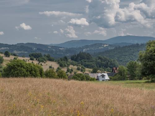 Widok na Beskid Żywiecki oraz góralskie domostwa nad Zwardoniem. Na łące powiewają złote trawy.