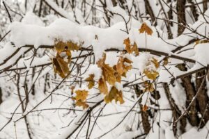 Złotej jesienne liście i śnieg. Takie kolory bardzo lubię!